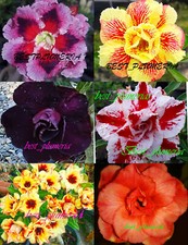 ADENIUM  "Mixed" SIX GRAFTED PLANTS RARE!!!