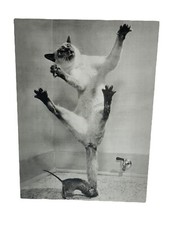 Mouse Attacking Cat Blank