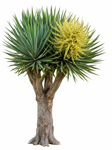 Dracaena draco graines - draco,,