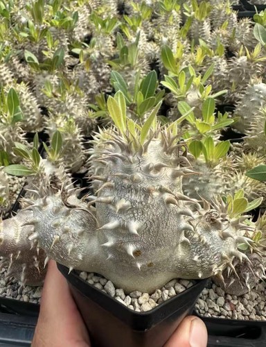 Pachypodium brevicaule - , ×