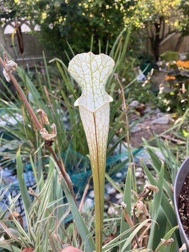 Graines sarracenia - de,