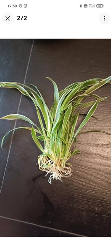 Bouture plante araignée - bouture,