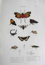 Histoire Naturelle. Insecte