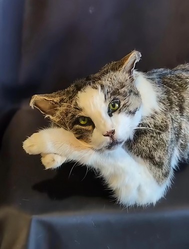 Chat taxidermie full mount - chat,