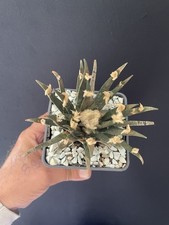 RARE! Cactus Caudex Ariocarpus
