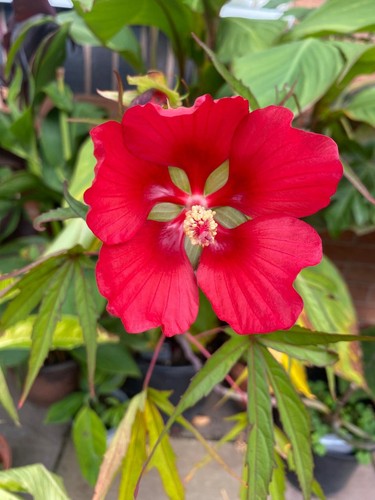 Hibiscus coccineus seeds - (10, seeds/