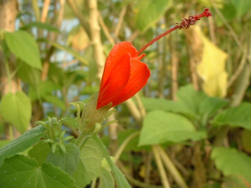 Hibiscus malvaviscus rouge - hibiscus,