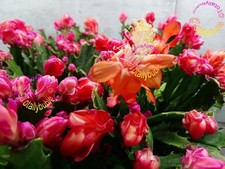 Bouture Cutting  Schlumbergera Cactus de Noël  " Wild orange " nouvelle variété