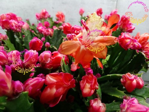 Bouture cutting schlumbergera - bouture,