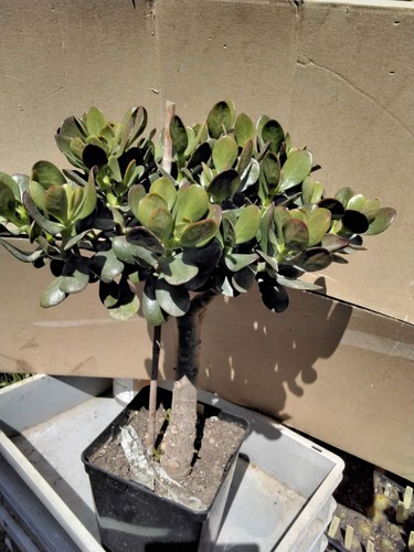 Crassula ovata