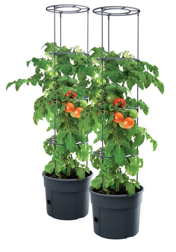 Plante tomate pot de - de,