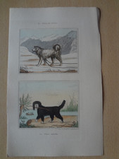 Gravure animal : chien de