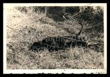 Photo, exposition canine