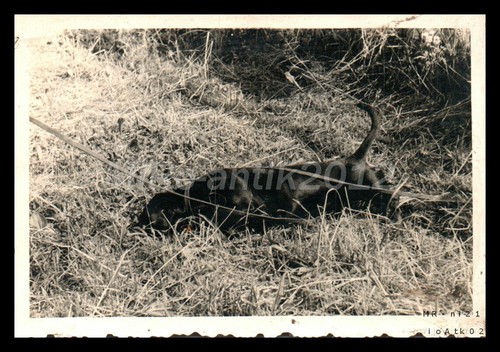 Photo exposition canine - photo,,
