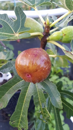 Ficus carica précoce de - 'précoce,