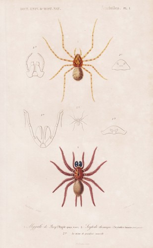 Mygale quoyi araignée insecte - quoyi,