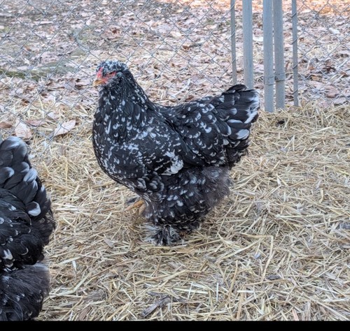 Mottled brahma hatching - brahma,