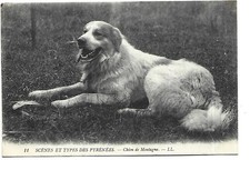 65 PYRENEES MOUNTAIN DOG