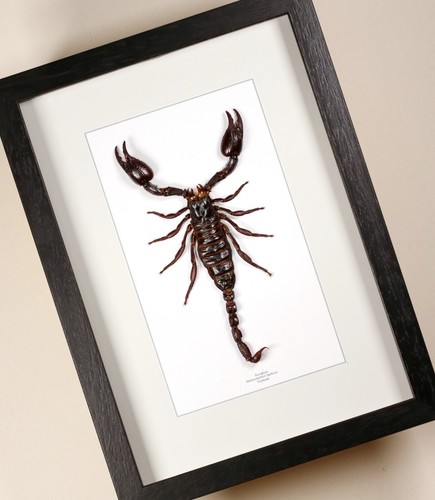 Véritable papillon scorpion - véritable,