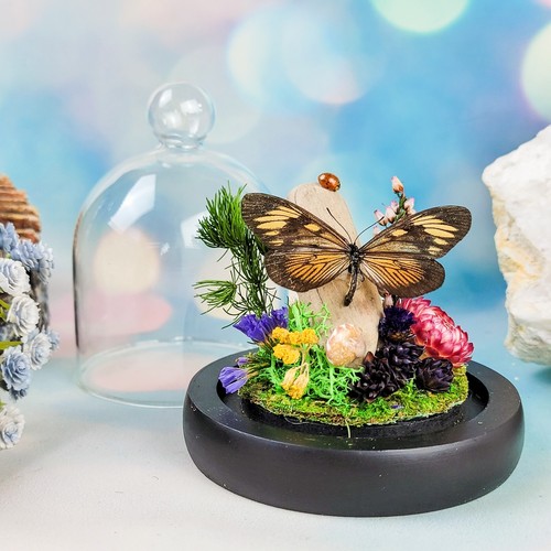 Actinote thalia butterfly - actinote,