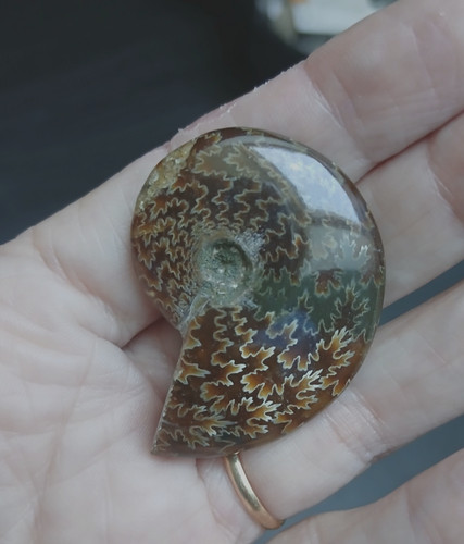 Ammonite fougère polie 43 - polie, 21,43