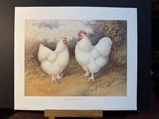 Reproduction Feathered World  Print - Poultry Orpington’s