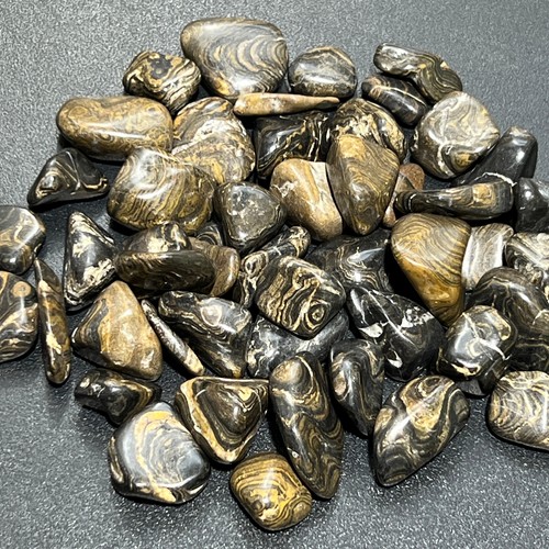 Stromatolite fossil tumbled - stromatolite,