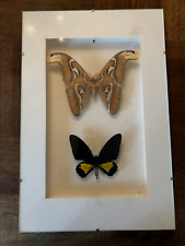 "2 LARGE BUTTERFLIES, GLASS FRAME ""ATTACUS ATLAS, TROIDE OBLONGOMACULATUS"