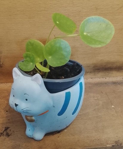 Jeune pilea peperomioides - jeune,