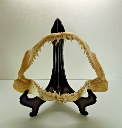 Machoire requin - machoire,