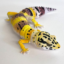 【Used】 Bandai Gashapon Leopard Gecko Action Figure ADVANCE High Yellow 18cm 2023