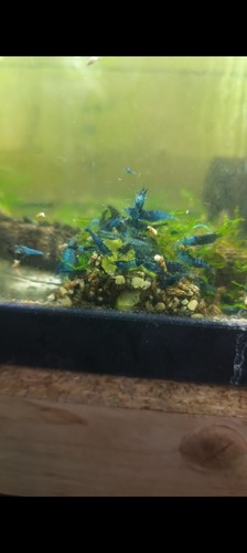 Neocaridina davidi blue rili - davidi,