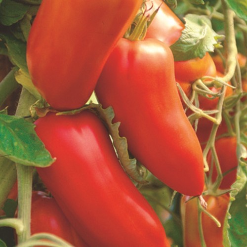 Graines tomate san - de,