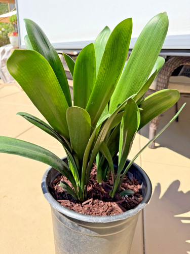 Adult yellow clivia miniata - yellow,