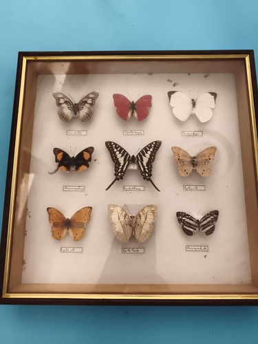 Papillons naturalisés sous
