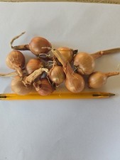 Oignon Patate Oignon