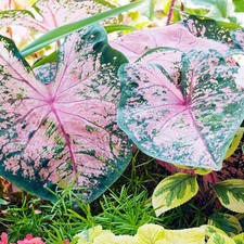 Caladium Tubercule coloré