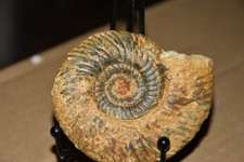 ammonite Parkinsonia