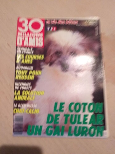 Coton tulear un gai - le, de