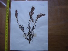 Annees 50 PLANCHE d'HERBIER du Gard Herbarium Planche Naturelle 25
