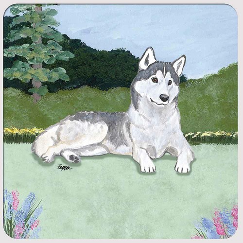 Sous verres husky sibérien - husky,