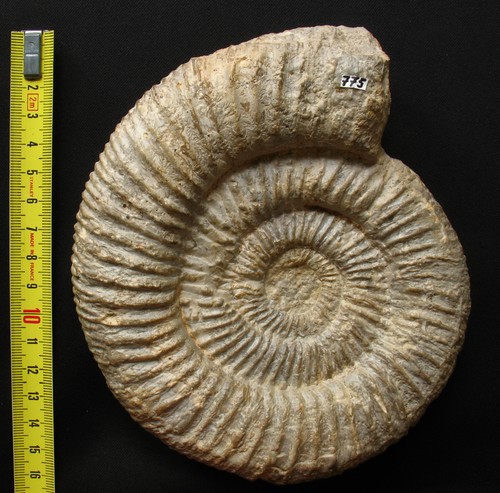 Ammonite oxfordien - de, l'oxfordien