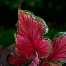 Caladium Tubercule coloré