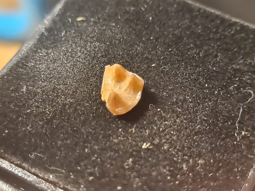 Dent primate fossile - dent,