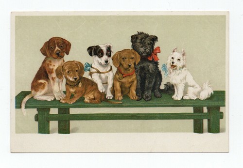 Chiens chiots teckel etc - teckel,