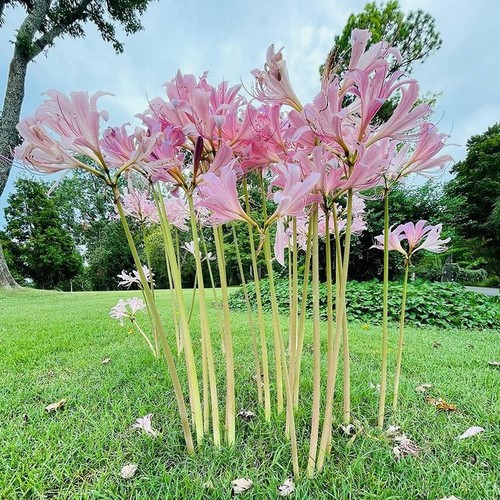 Amaryllis belladonna pink - amaryllis,