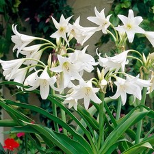 Crinum Fleurs Bulbe Crinum