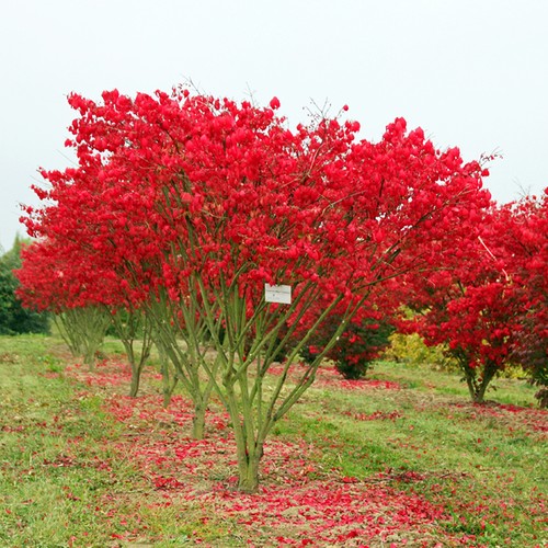Arbuste ornemental plante - , pour