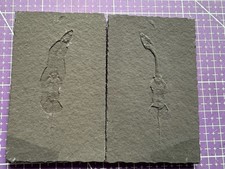 Reptile marin-Fossil de