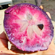 Star Apple Plant Purple Caimito Chrysophyllum Cainito Fruit Tree Tropical 20''